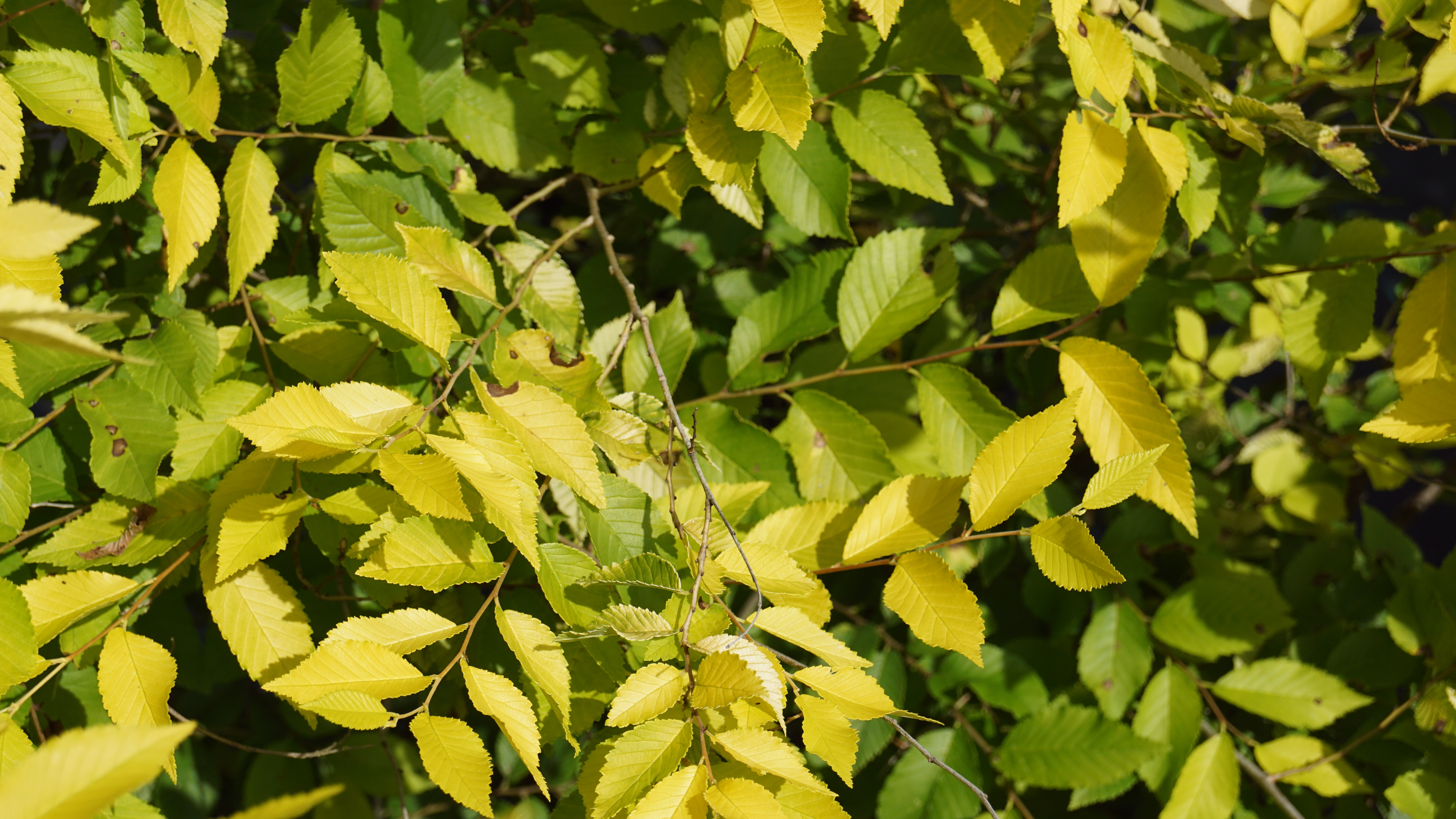 Ulmus parvifolia 'Aurea'